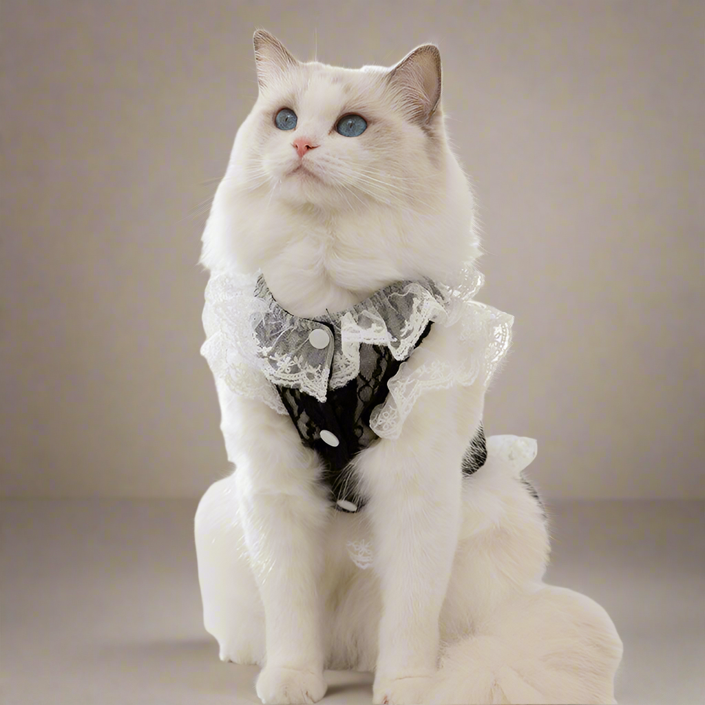 Lace Cat Dress